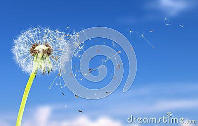 Dandelion with blowing petals on blue background Stock Photo