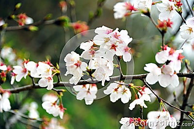 The petals of mountain cherry blossoms were disordered by a gust of wind Stock Photo