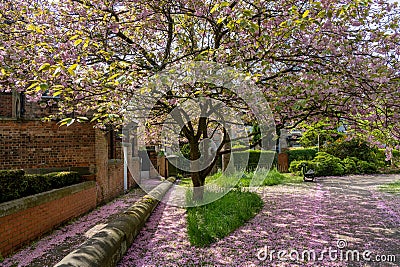 Under a Tree, a Sidewalk and the Grass are Covered in Pink Cherry Blossom Petals. Stock Photo