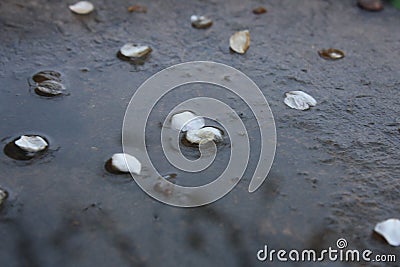 Petals in a puddle Stock Photo