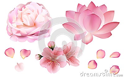 Petals and rose, sakura, peony and lotus flowers on white background Vector Illustration