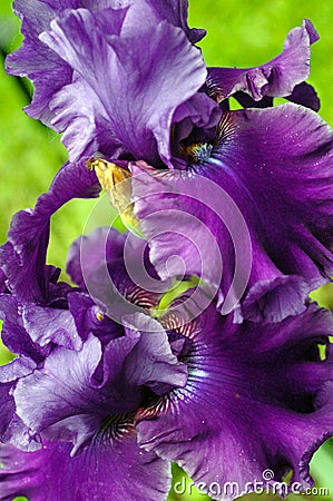 Purple petals unfold on a frilly Bearded Iris Stock Photo