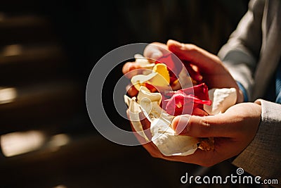 Petals of white and red roses in male hands. Wedding tradition to sprinkle the newlyweds Stock Photo