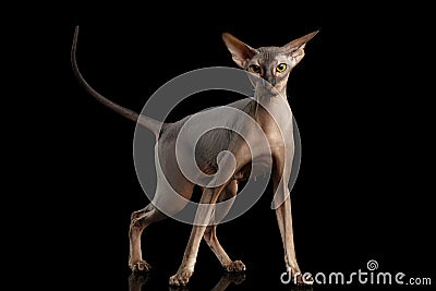 Peterbald cat on isolated black background Stock Photo