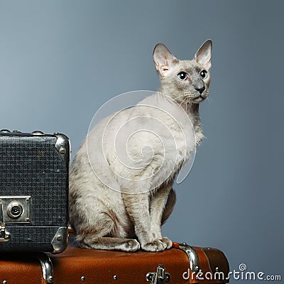 Peterbald Cat Stock Photo