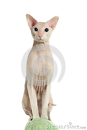 Peterbald hairless cat Stock Photo