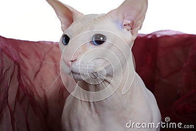 Peterbald hairless cat Stock Photo