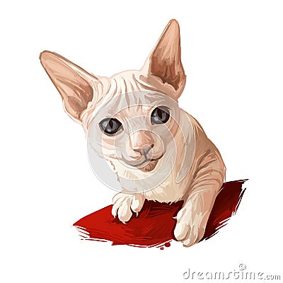 Peterbald kitten digital art illustration. Felis catus from Russia, Russian feline breed of domestic pets. Face and paws of mammal Cartoon Illustration