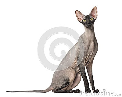 Peterbald, naked cat, isolated Stock Photo