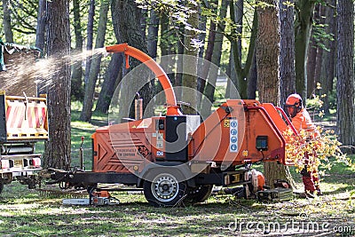 Worker feeding branches into a wood chipping machine in a woodland area Editorial Stock Photo