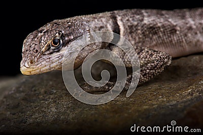 Peters` Lava Lizard Tropidurus hispidus Stock Photo