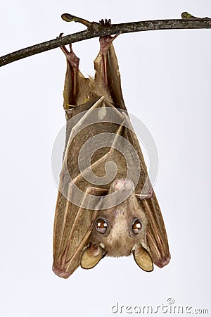 Peters`s dwarf epauletted fruit bat Micropteropus pusillus Stock Photo