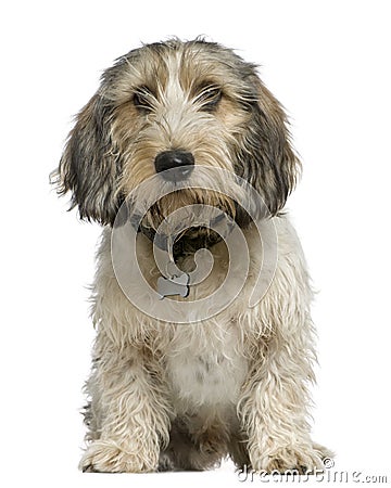 Petit Basset Griffon Vendeen, 7 months old, Stock Photo