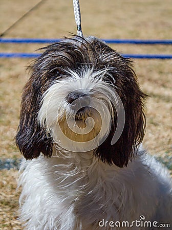 The Petit Basset Griffon VendÃ©en - portrait Stock Photo