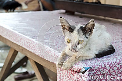 « Nekoland, une vie de chat au Japon » d'Alexandre Bonnefoy et Delphine 