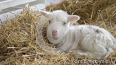 Petite Chevre Bebe Dormir Dans La Ferme Sur La Paille Clips Videos Video Du Cheri Regarder