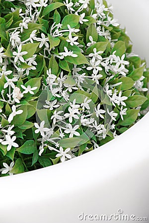 Fleurs Blanches En Pot Map Titecampagne