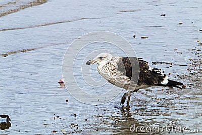 Petrel Bird Pecking at Pollution Debris in Harbor Stock Photo