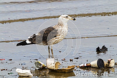 Petrel Bird Wading in Polluted Shallows of Harbor Stock Photo