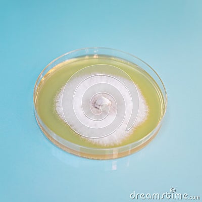 A petri or culture dish with growing fungal or mushroom mycelium Stock Photo