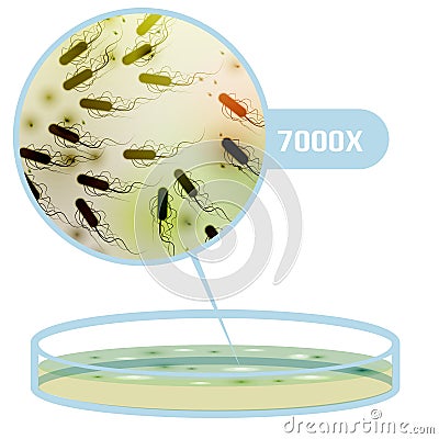 Petri Dish with Bacteria, Colony, Magnified Area - Vector Illus Vector Illustration