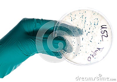 Petri dish with bacterial colonies Stock Photo