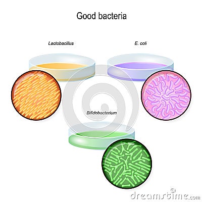 A Petri dish with bacterial colonies. Gut flora. Close-up of good bacteria Vector Illustration