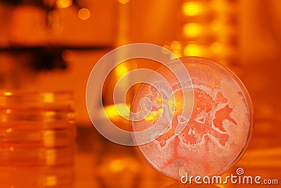 Petri dish growing bacteria of a skull and crossbones Stock Photo