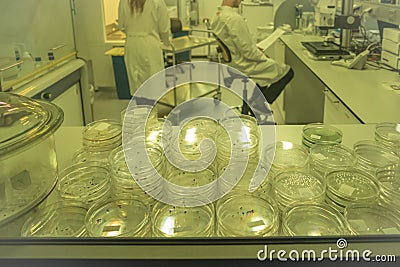 Petri dish with microbes in a research lab Stock Photo