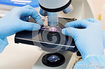 Petri dish. Microbiological laboratory Stock Photo