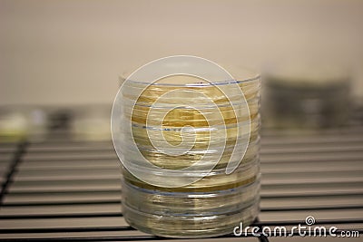 Petri dish plates with media on shelf Stock Photo