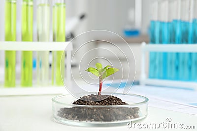 Petri dish with soil and sprouted plant on table in laboratory. Biological chemistry Stock Photo
