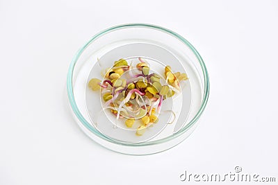 Petri dish with sprouted radish Stock Photo