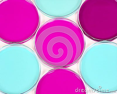 Petri dish1 Stock Photo