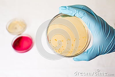 Petri dishes with growing bacteria in medical laboratory Stock Photo