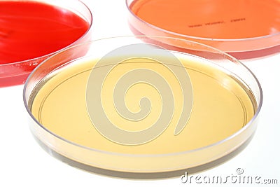 Petri dishes for medical research Stock Photo