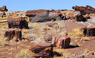 Petrified Forest Stock Photo