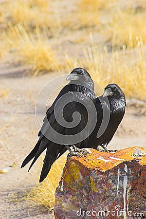 Petrified forest Stock Photo