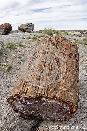 Petrified Forest National Park - Arizona. Stock Photo