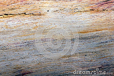 Petrified teak wood, fossil texture Stock Photo