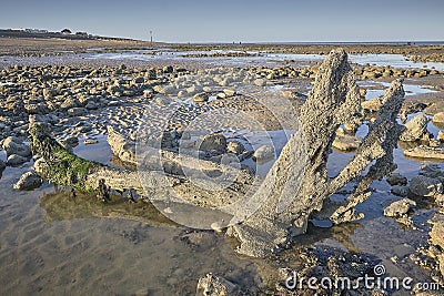 Prehistoric fossil tree on a beach in Sussex Stock Photo