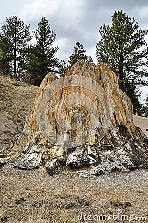Petrified Tree Stump Stock Photo