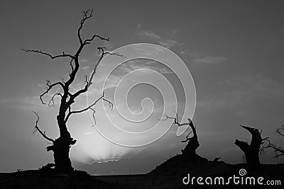Petrified Trees in the Taklamakan Desert, China Stock Photo