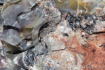 Petrified Wood Stock Photo