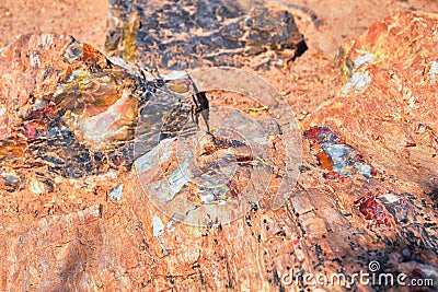 Petrified Wood close up, colorful shades of red, orange, purple, yellow and grey example of fossilized mineralization Stock Photo