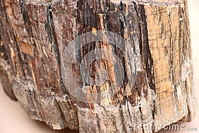 Petrified wood Stock Photo