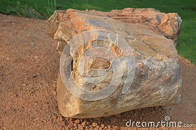 Petrified wood fossil of angiosperm plant of late miocene period found in Amkhoi fossil park ,birbhum,west bengal,India Stock Photo