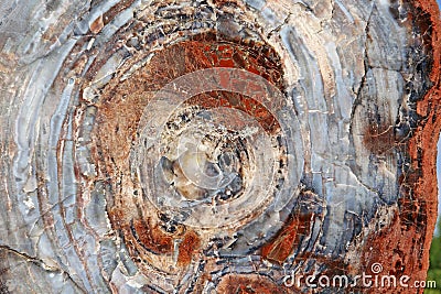 Petrified Wood Log Fossil Close up Stock Photo