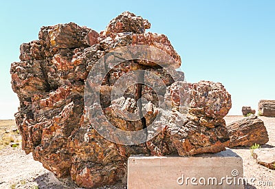 Petrified Wood in Petrified Forest National Park Stock Photo