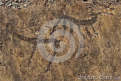 Petroglyphs Of The Altai Mountains Editorial Stock Photo